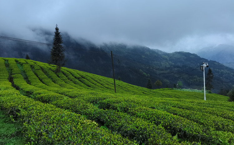 01-旭信科技小姐姐采茶初體驗.jpg 01-旭信科技小姐姐采茶初體驗.jpg