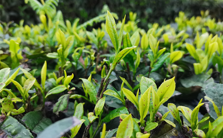 02-旭信科技小姐姐采茶初體驗.jpg 02-旭信科技小姐姐采茶初體驗.jpg