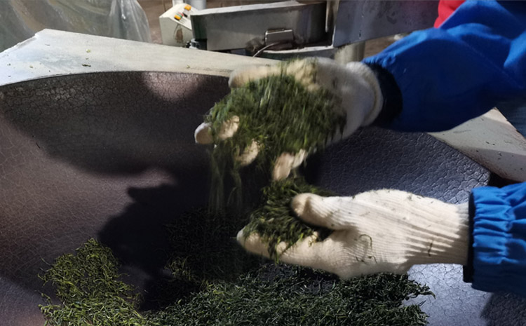 06-旭信科技小姐姐采茶初體驗.jpg 06-旭信科技小姐姐采茶初體驗.jpg